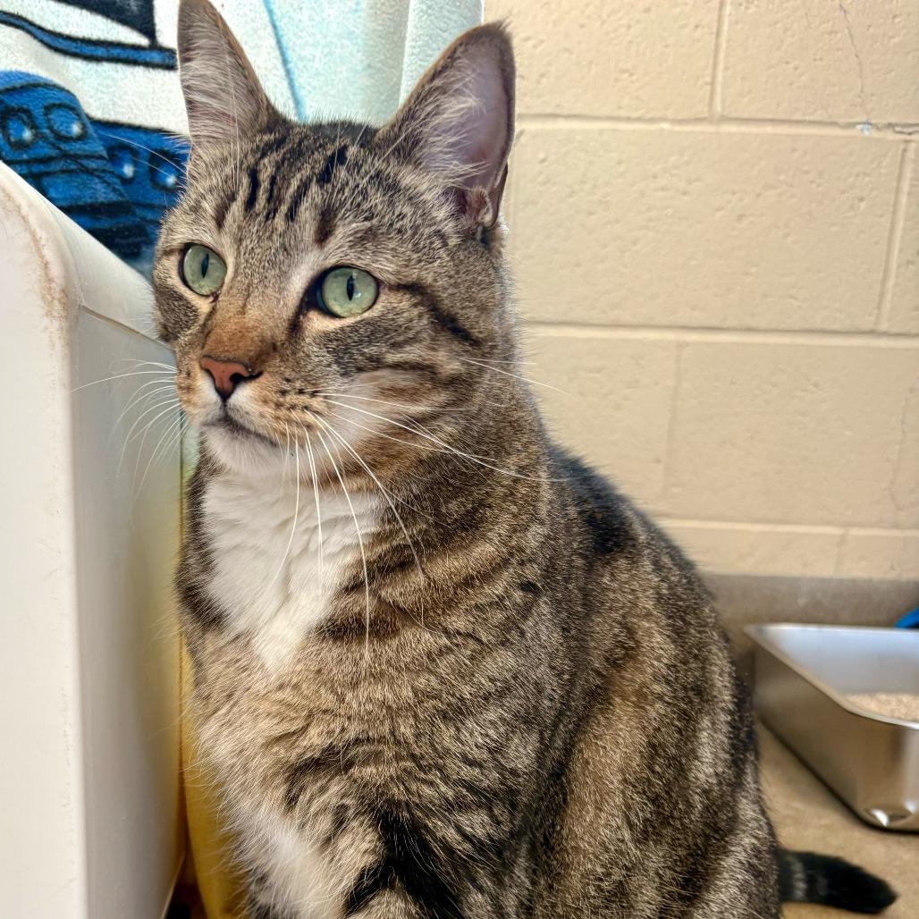 Cairo, Adoptable, Adult Male Domestic Short Hair.