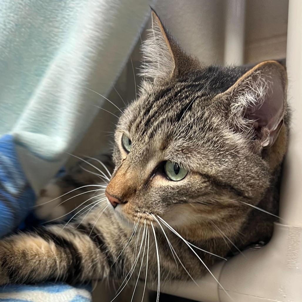 Cairo, Adoptable, Adult Male Domestic Short Hair.