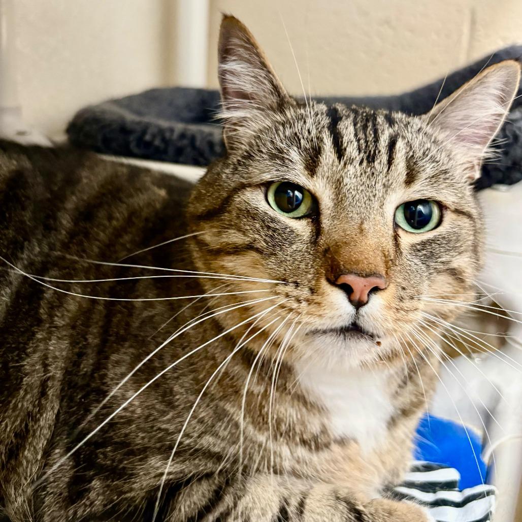 Enlarge Cairo, a Adoptable Domestic Short Hair in Riverside, CA image 2/6