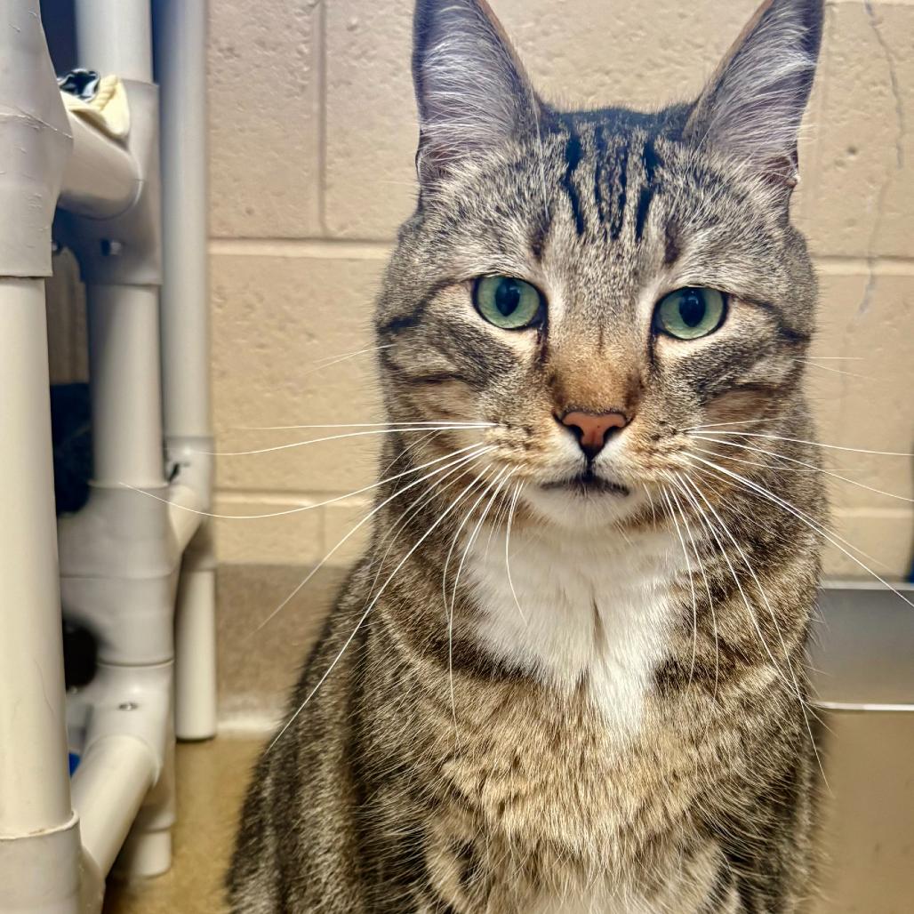 Enlarge Cairo, a Adoptable Domestic Short Hair in Riverside, CA image 2/6