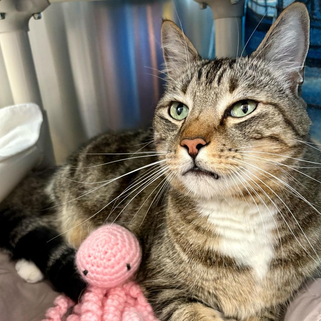 Enlarge Cairo, a Adoptable Domestic Short Hair in Riverside, CA image 3/6