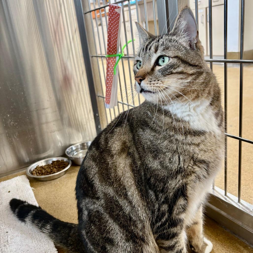 Enlarge Cairo, a Adoptable Domestic Short Hair in Riverside, CA image 4/6
