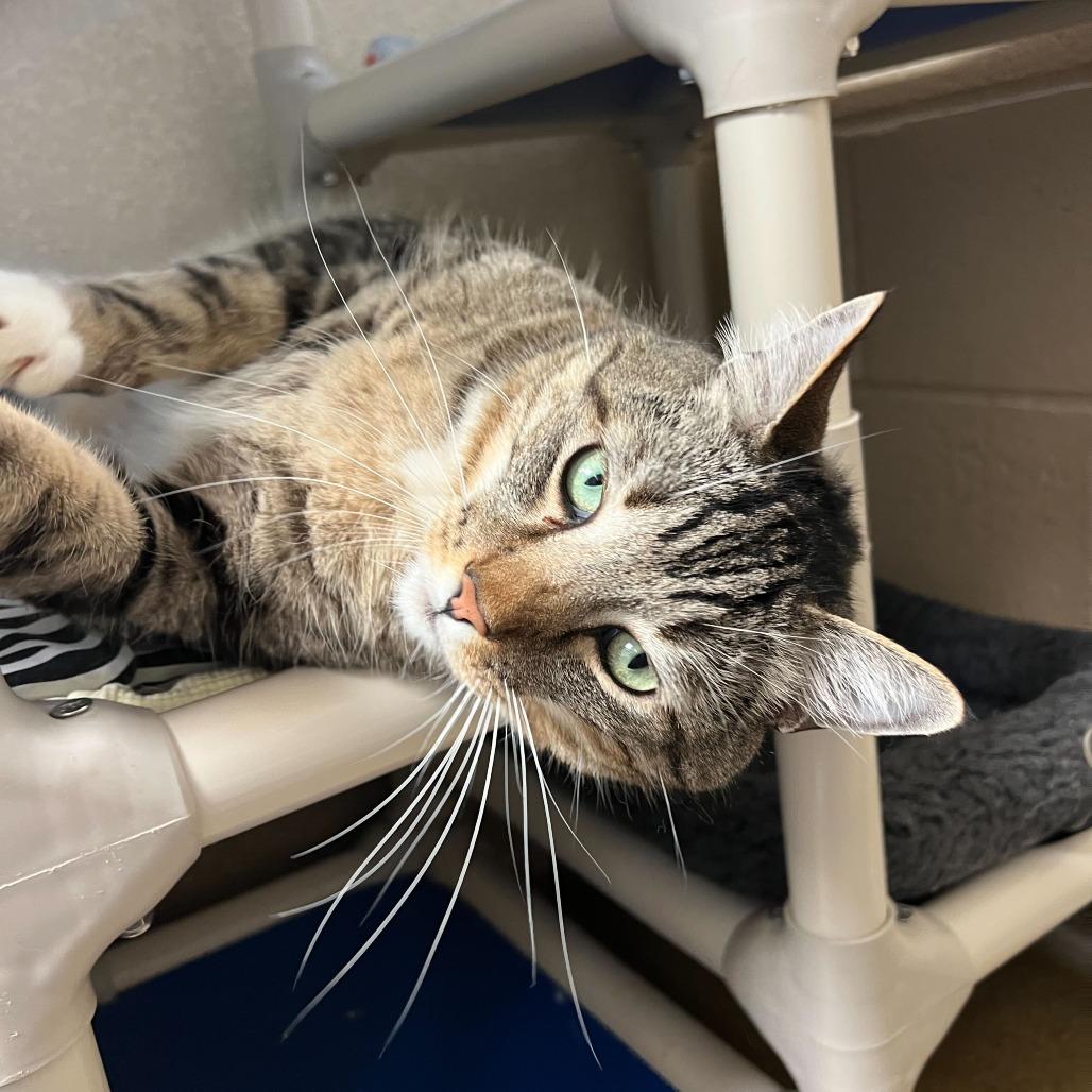 Enlarge Cairo, a Adoptable Domestic Short Hair in Riverside, CA image 5/6