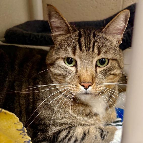 Enlarge Cairo, a Adoptable Domestic Short Hair in Riverside, CA image 3/6