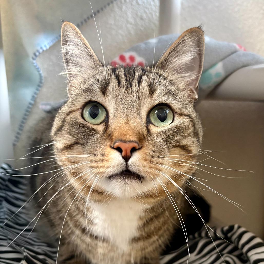 Enlarge Cairo, a Adoptable Domestic Short Hair in Riverside, CA image 4/6