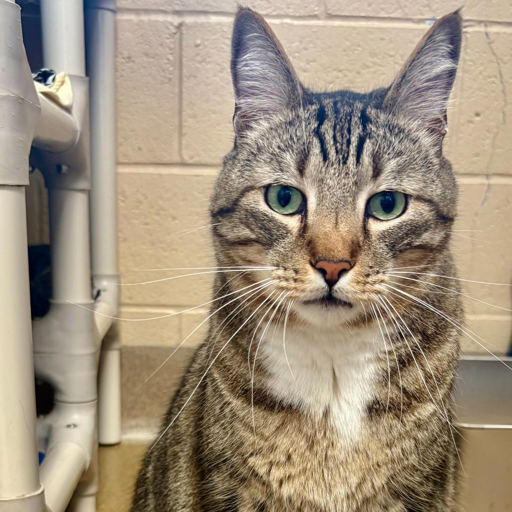 Enlarge Cairo, a Adoptable Domestic Short Hair in Riverside, CA image 5/6