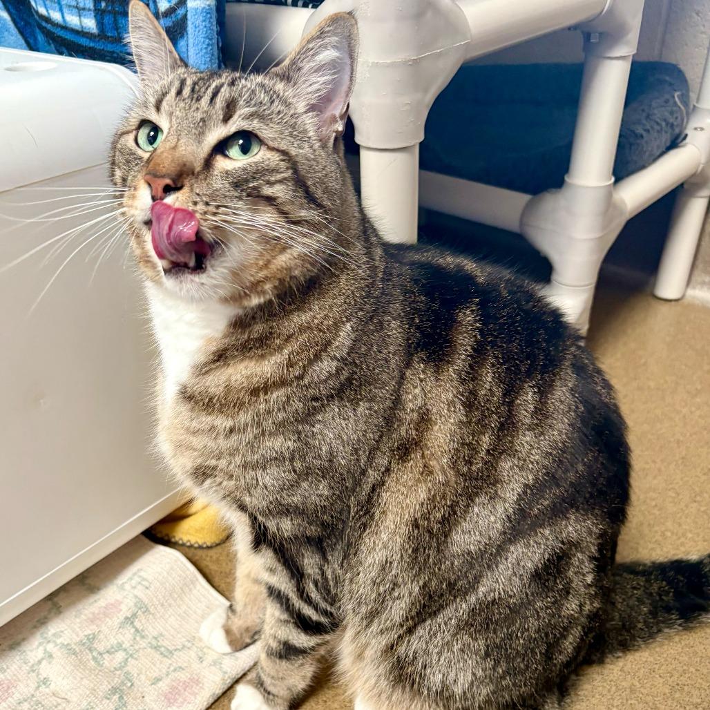 Enlarge Cairo, a Adoptable Domestic Short Hair in Riverside, CA image 6/6