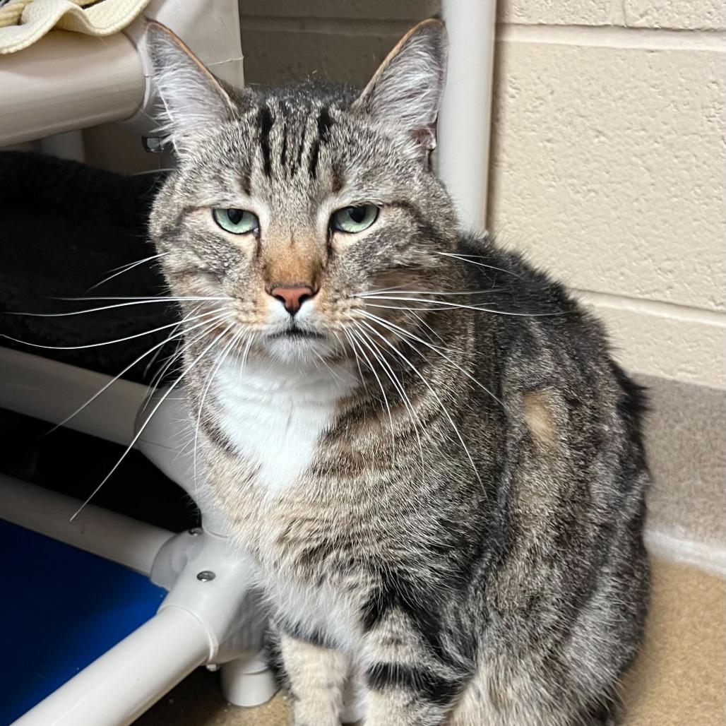 Enlarge Cairo, a Adoptable Domestic Short Hair in Riverside, CA image 6/6