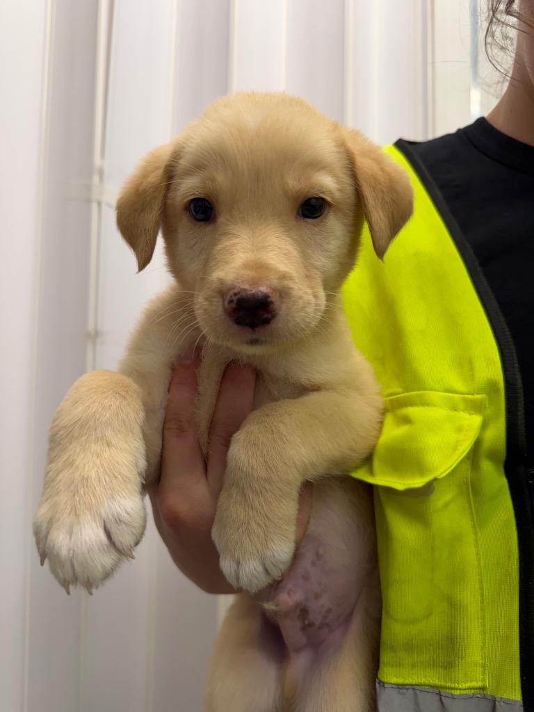 Finlayson, Adoptable, Puppy Male Husky & Labrador Retriever.