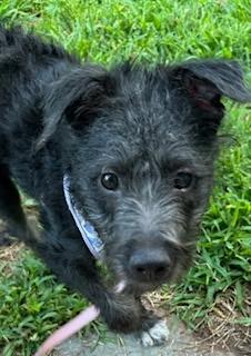 Tish (Scott-fostered in TN), Young Female unknown