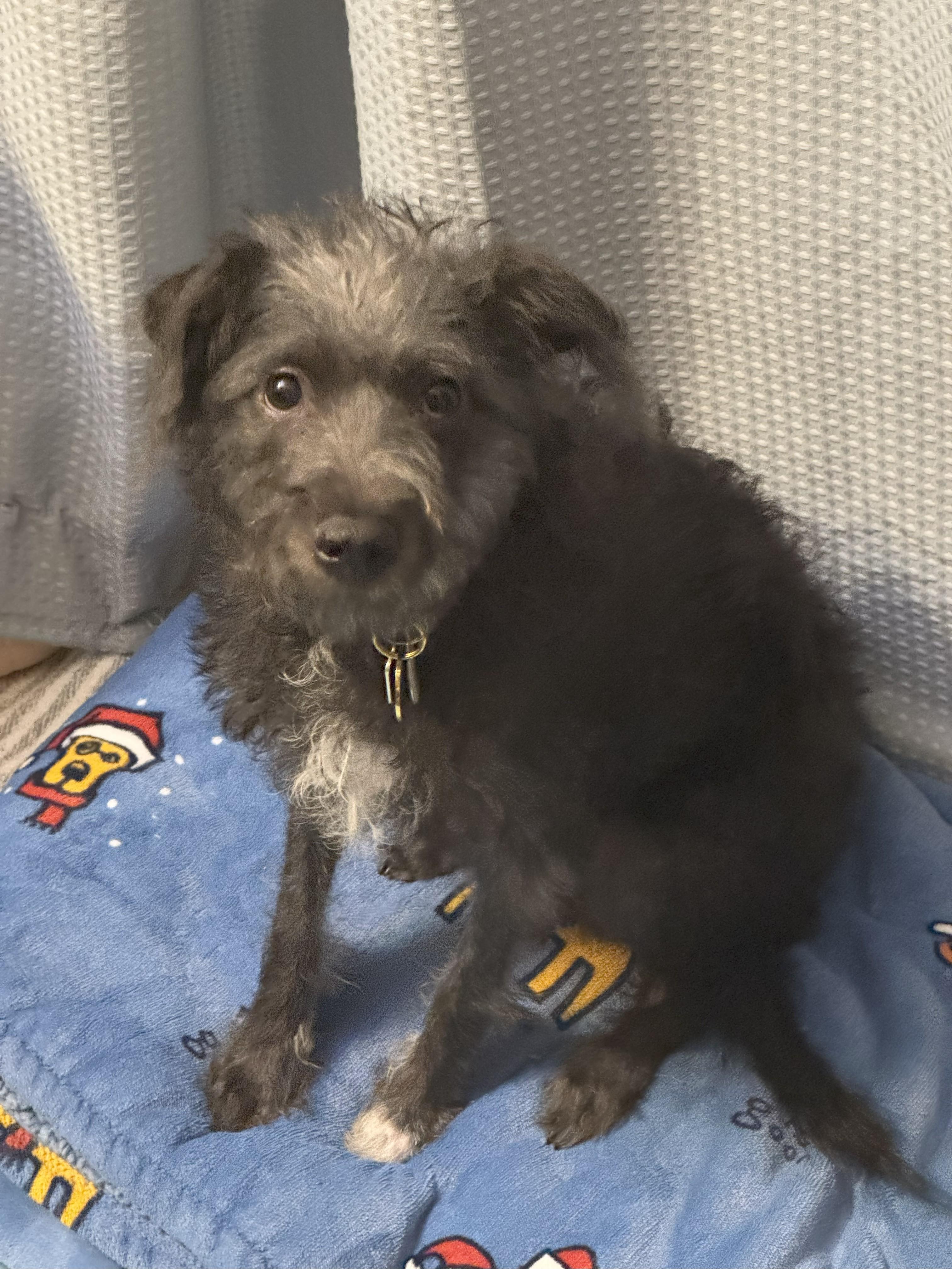 Tish (Scott-fostered in TN) photo 3