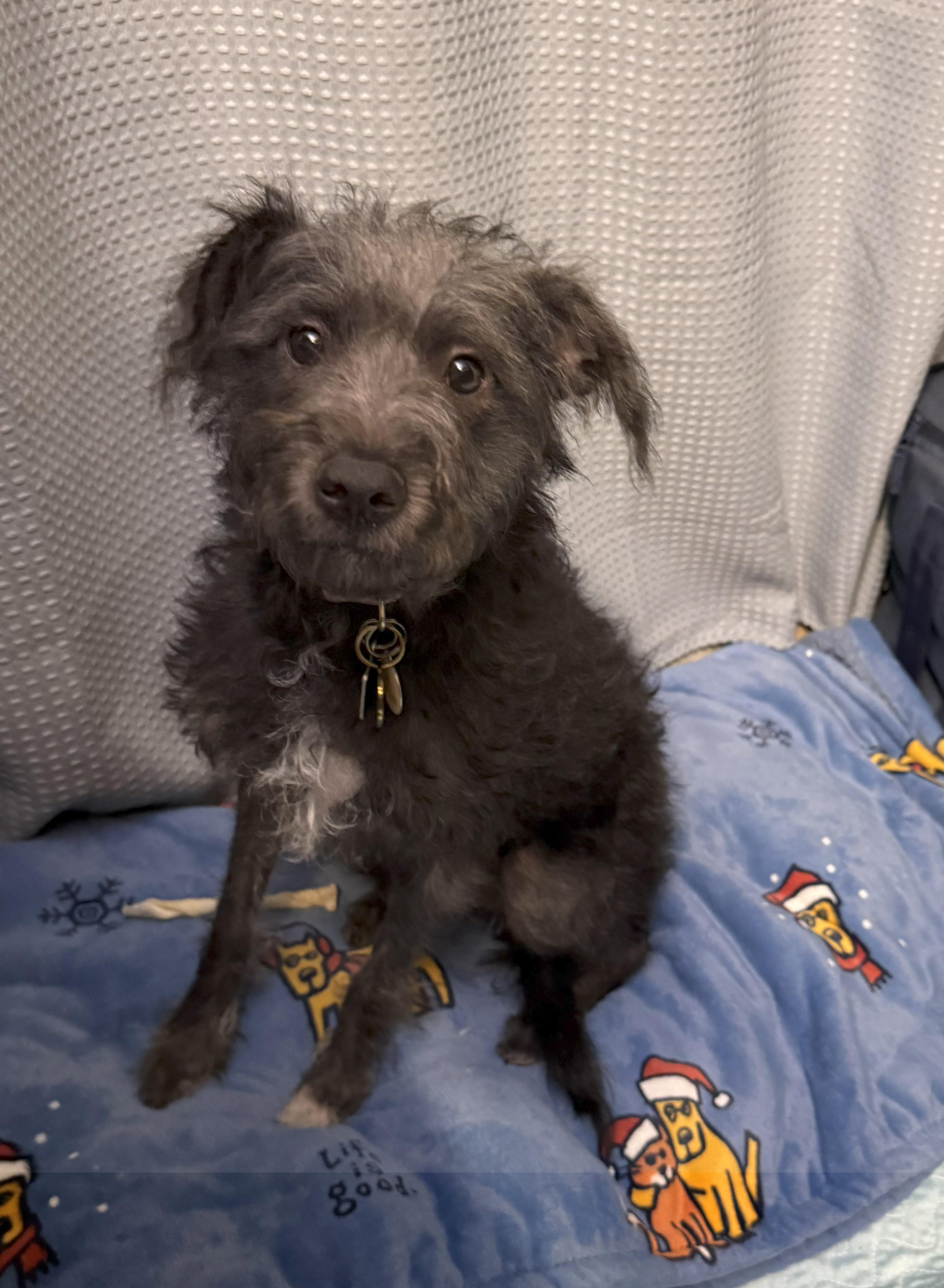 Tish (Scott-fostered in TN) photo 2