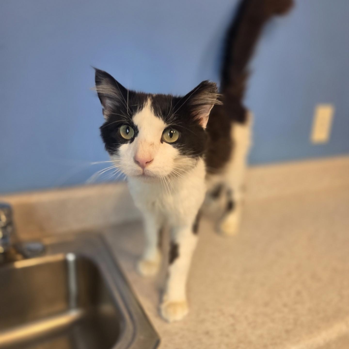 On-X, an adoptable Domestic Medium Hair in Brookings, SD image 2/3