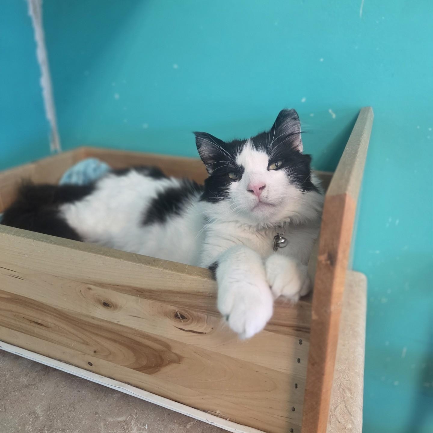 On-X, adoptable, Adult Male Domestic Medium Hair.