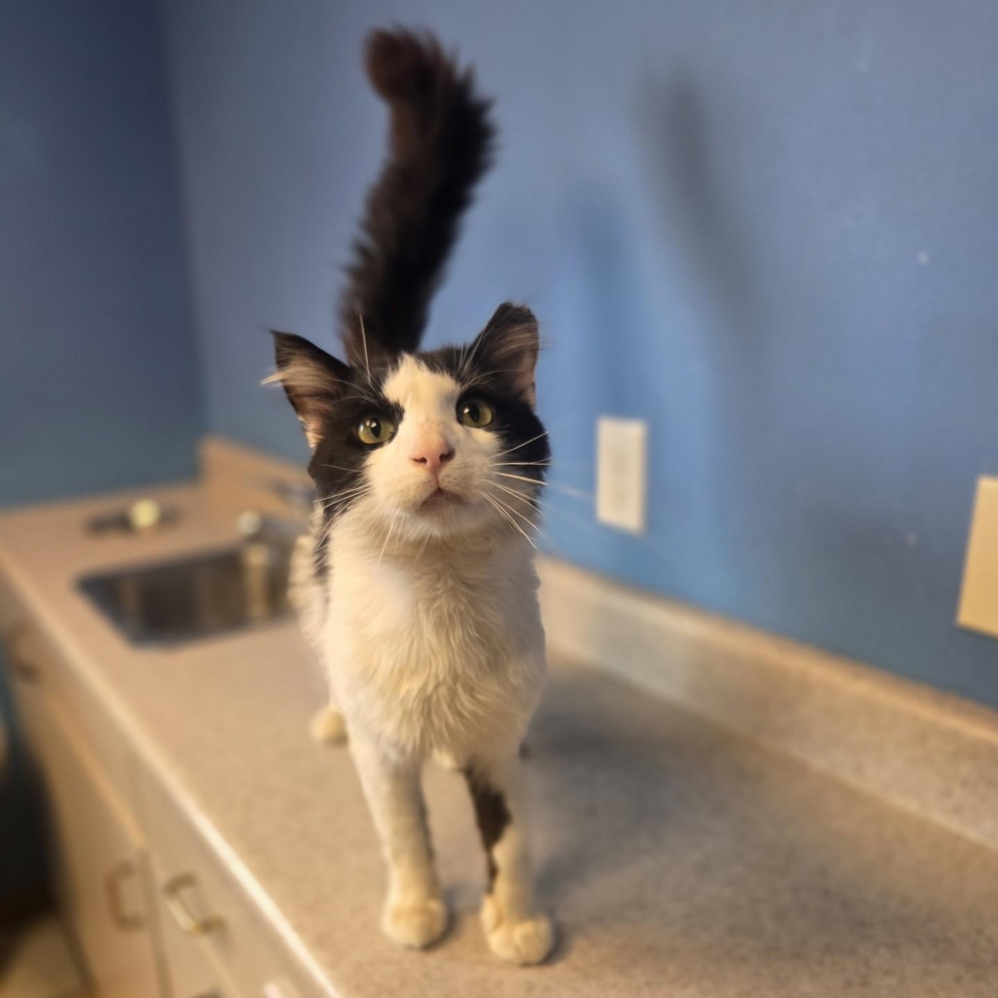 On-X, adoptable, Adult Male Domestic Medium Hair.