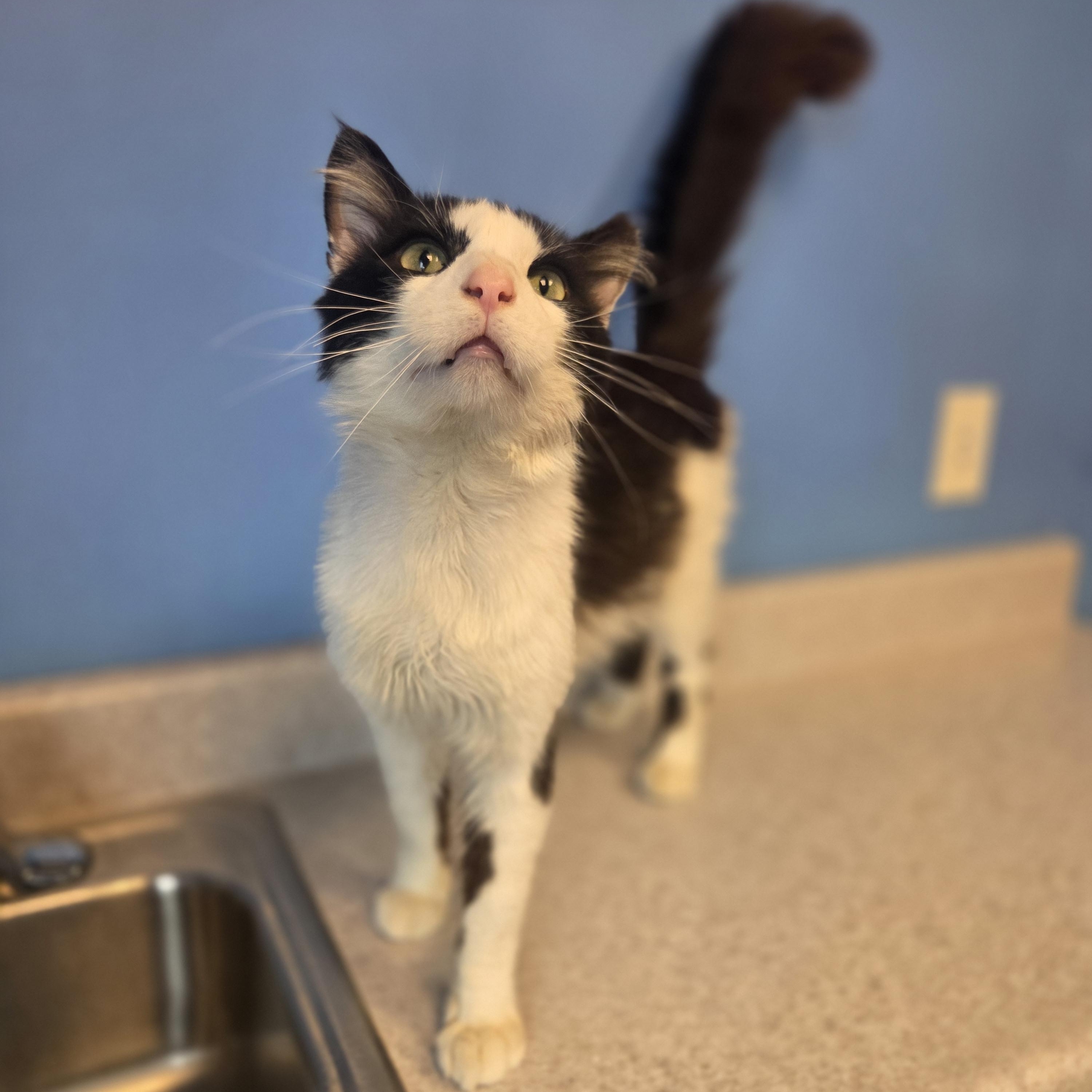On-X, an adoptable Domestic Medium Hair in Brookings, SD image 3/3