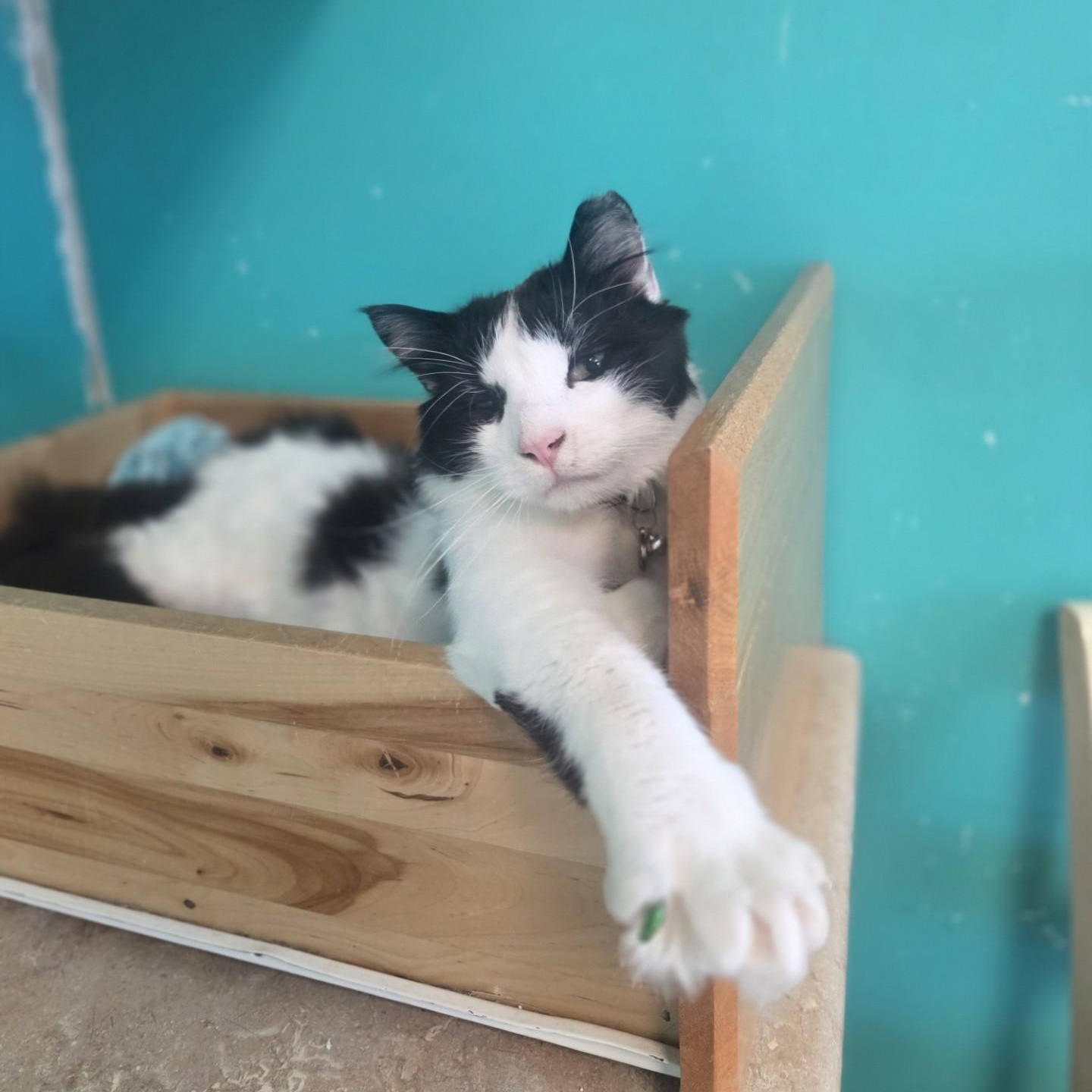 On-X, an adoptable Domestic Medium Hair in Brookings, SD image 5/5