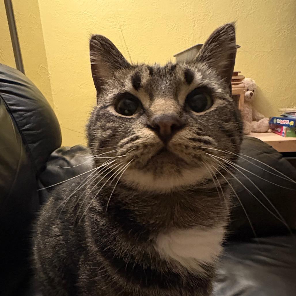 Grayson, Adoptable, Adult Male Domestic Short Hair.