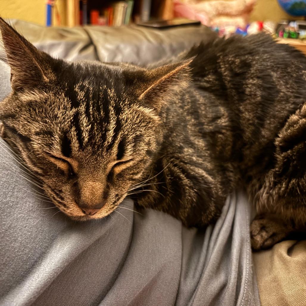 Grayson, Adoptable, Adult Male Domestic Short Hair.