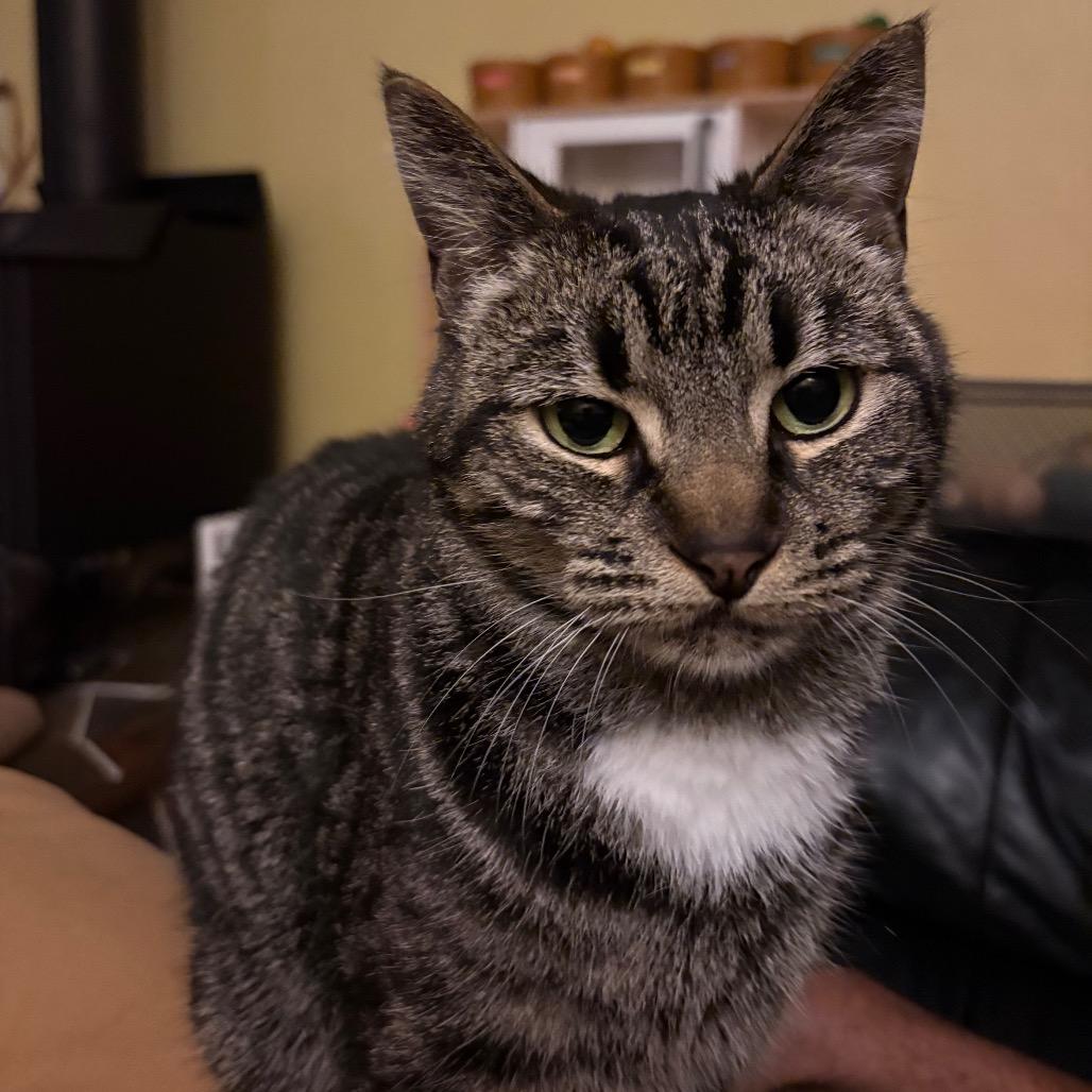 Enlarge Grayson, a Adoptable Domestic Short Hair in Washougal, WA image 2/4
