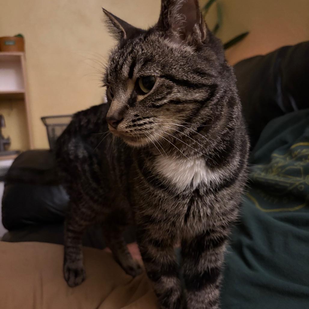 Enlarge Grayson, a Adoptable Domestic Short Hair in Washougal, WA image 3/4