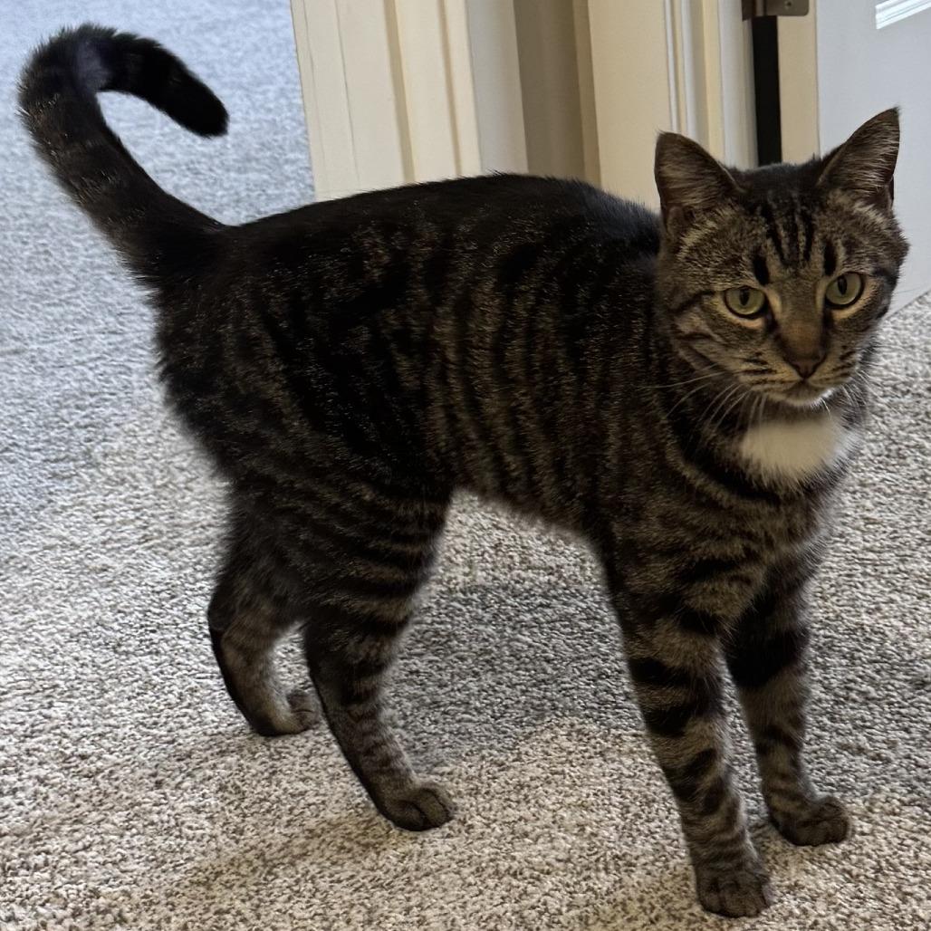 Enlarge Grayson, a Adoptable Domestic Short Hair in Washougal, WA image 4/4
