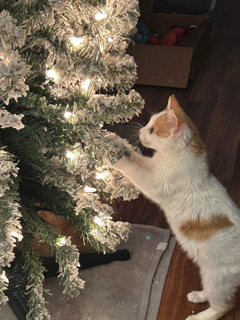 Enlarge Mittens, a Adopted Domestic Short Hair in Cromwell, KY image 1/3