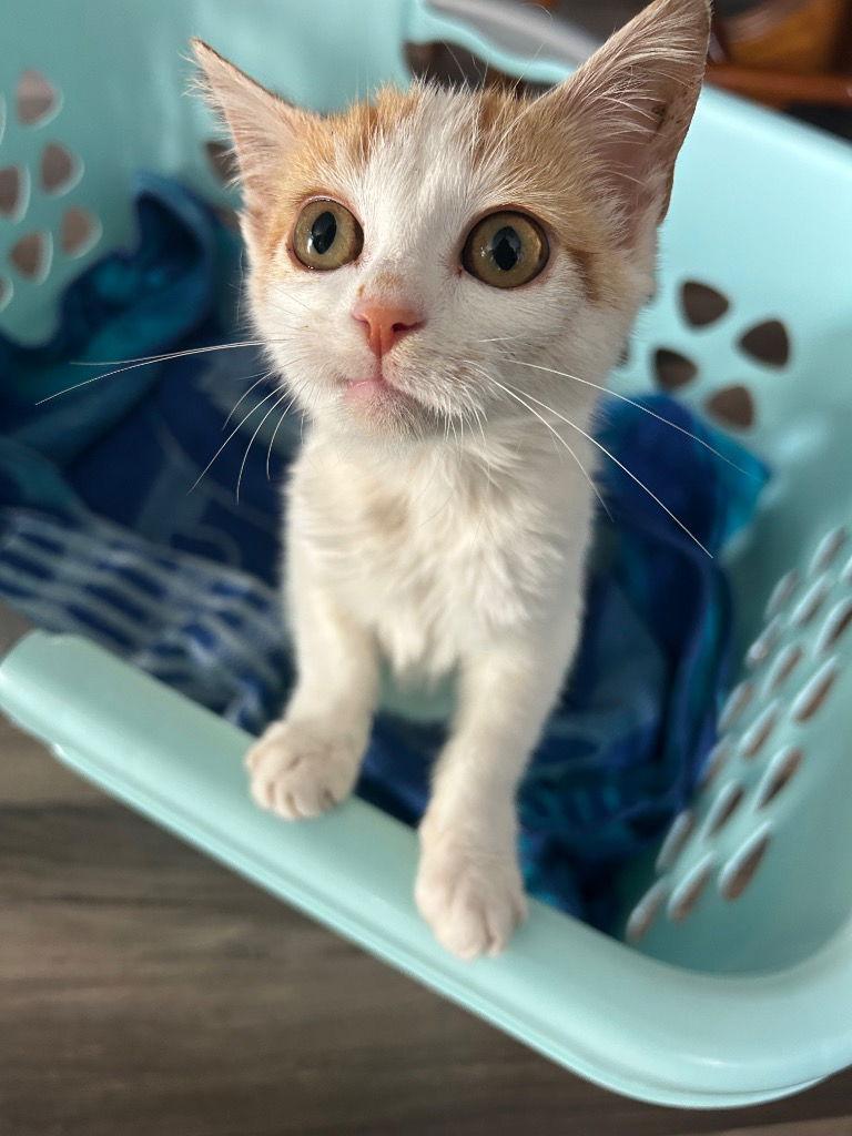 Enlarge Mittens, a Adopted Domestic Short Hair in Cromwell, KY image 2/3