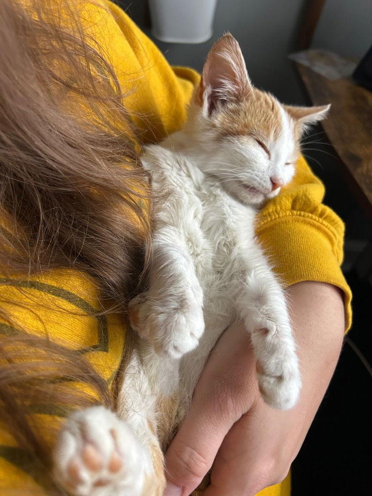 Enlarge Mittens, a Adopted Domestic Short Hair in Cromwell, KY image 3/3