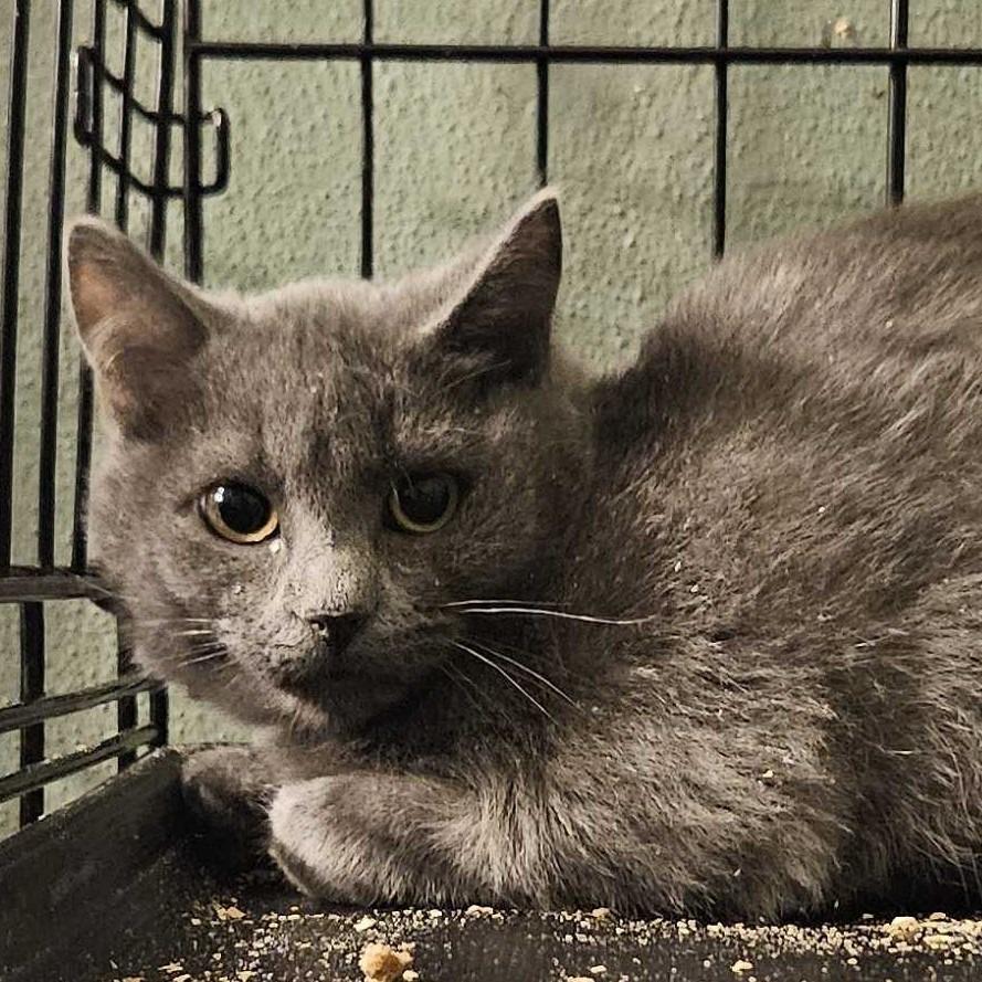 Enlarge Delilah FC Sandy T, a Adoptable Domestic Short Hair in Union, MO image 1/1