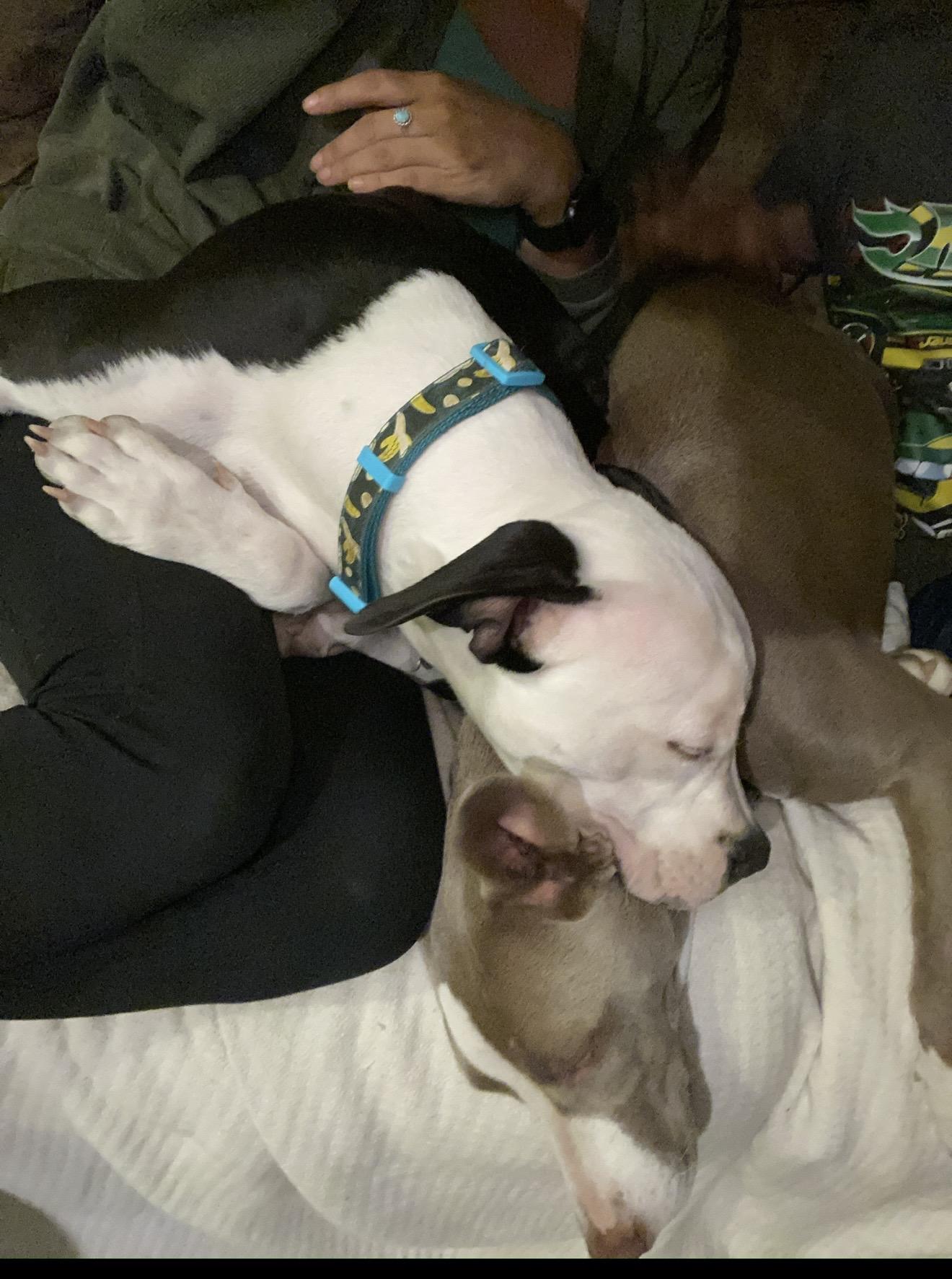 Sven 0125 — thumbnail 2