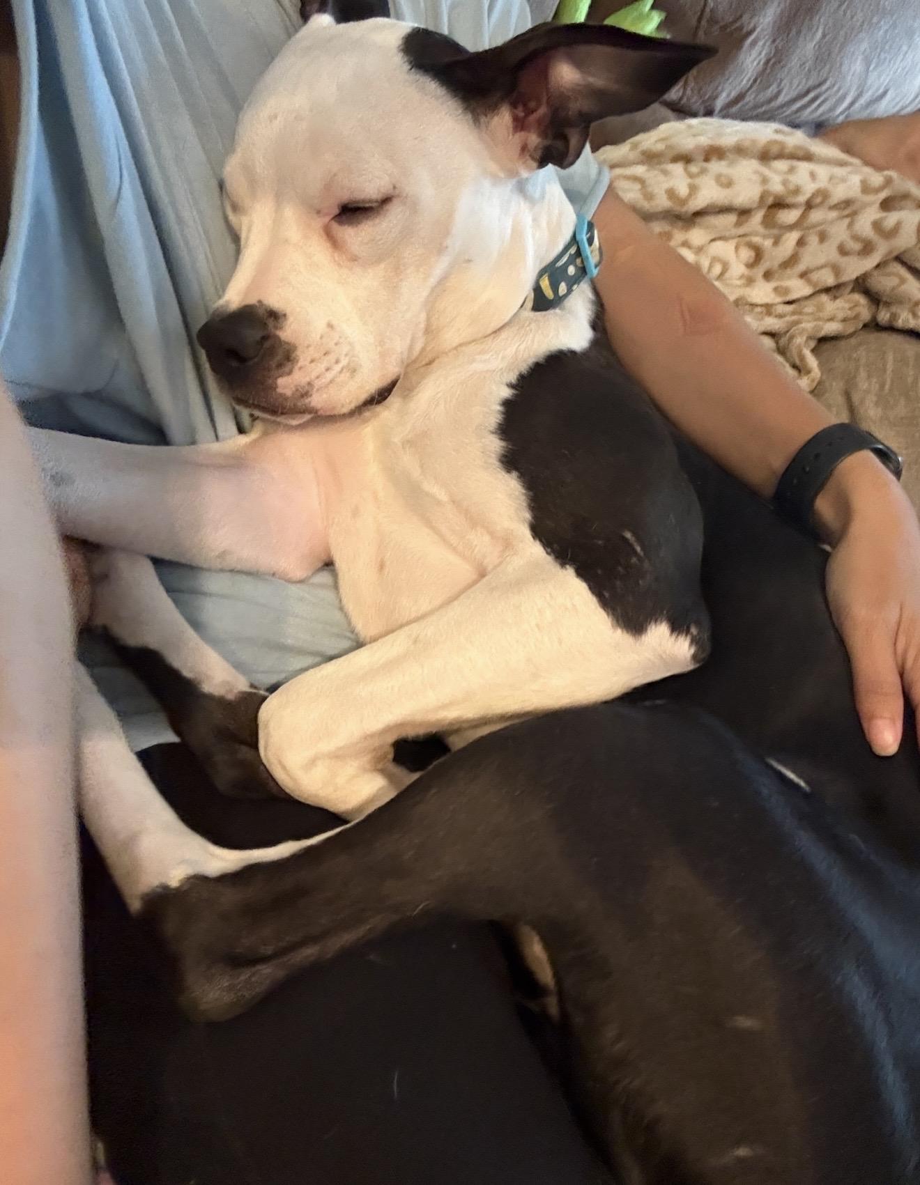 Sven 0125 — thumbnail 4