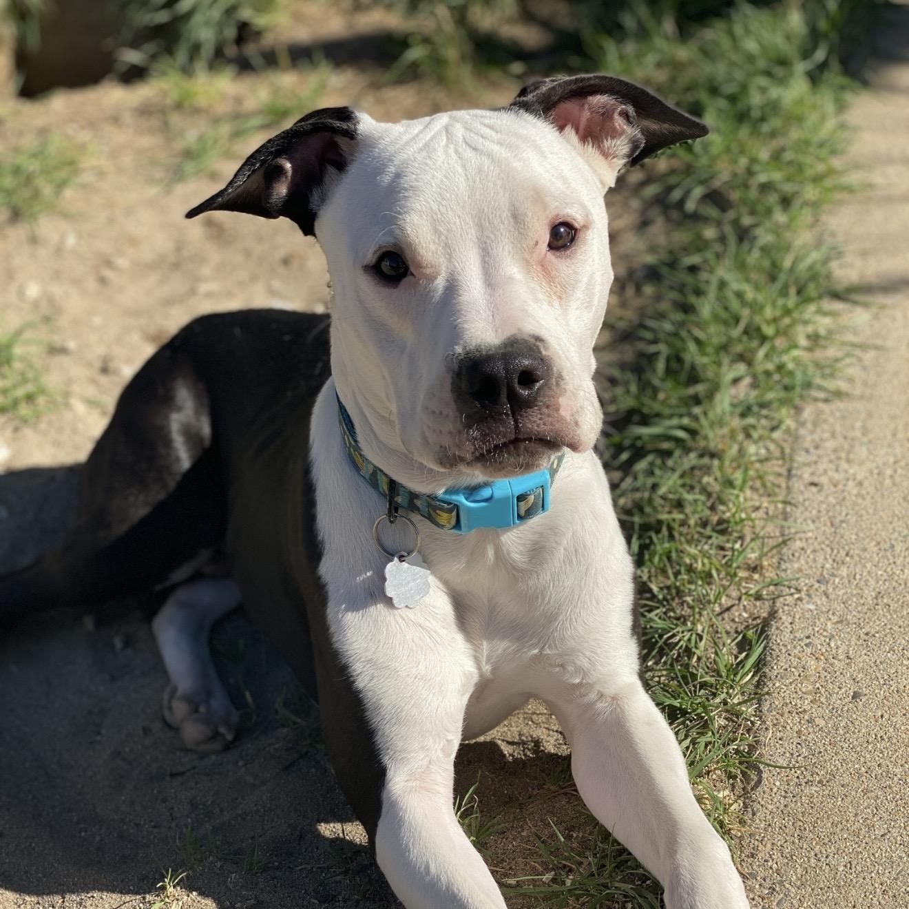 Sven 0125 — thumbnail 5