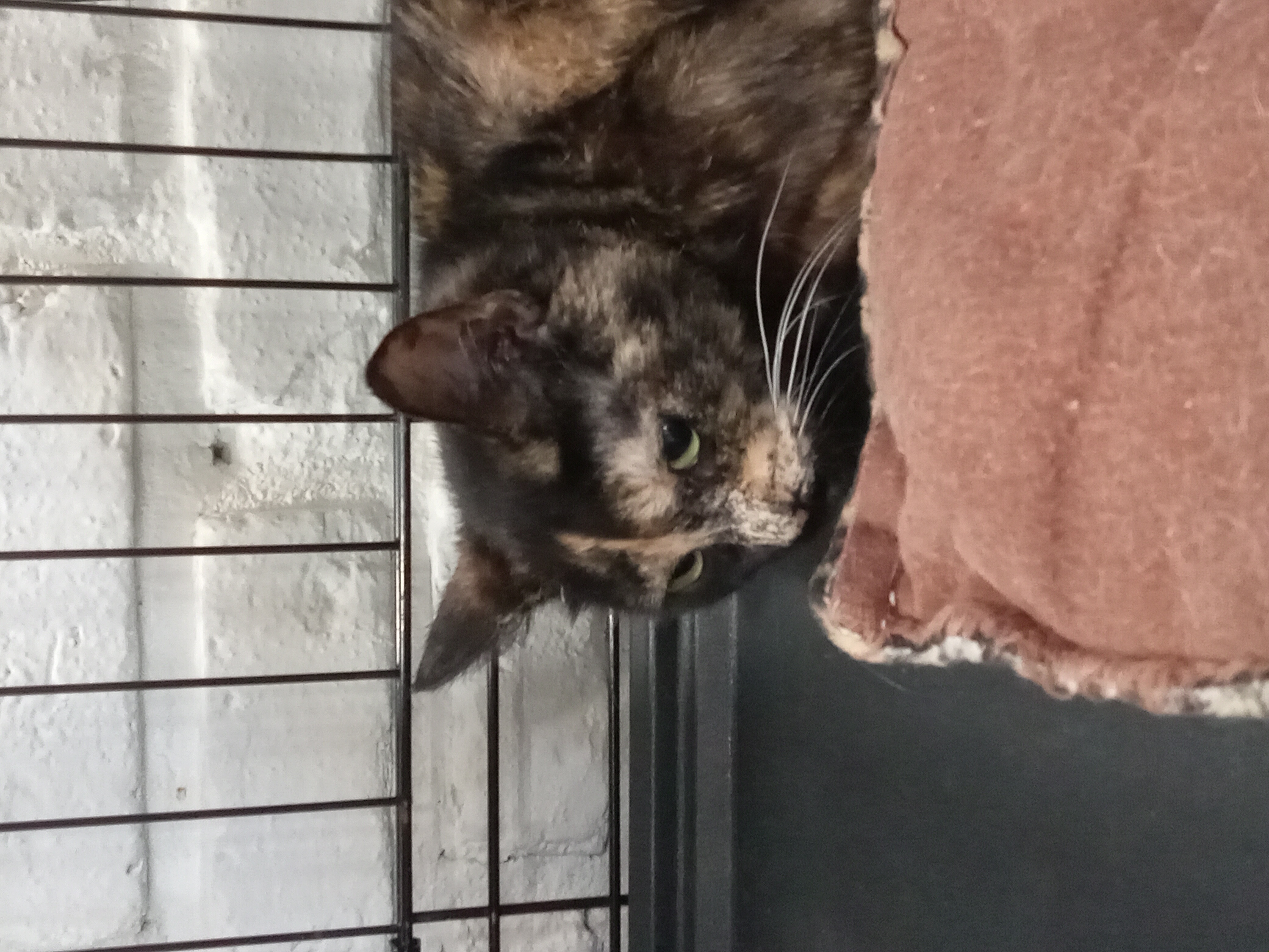 Poppy, an adopted Domestic Short Hair in Webster City, IA_image-1