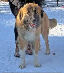 Enlarge Mellow, an adopted mixed breed in Sudbury, MA image 1/2