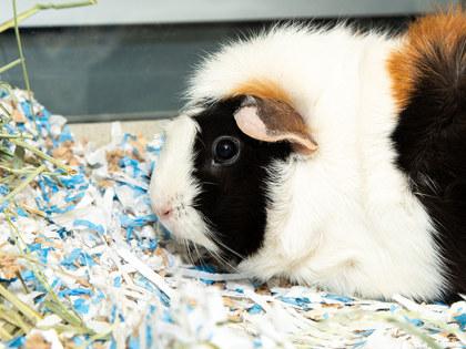 Cinnamon, Adoptable, Young Female Guinea Pig & Guinea Pig.