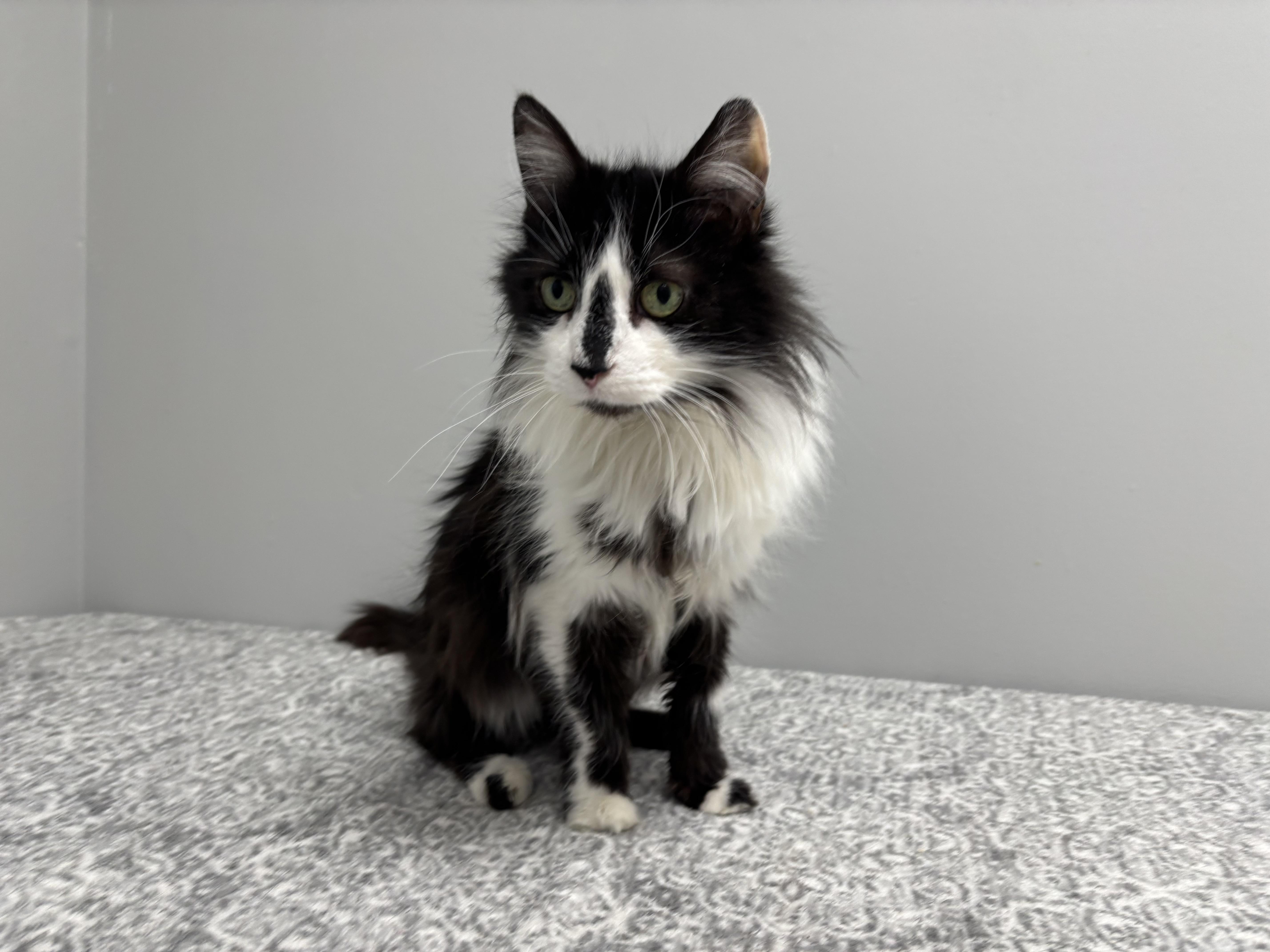 Enlarge Panda, an adoptable Domestic Medium Hair in Frankfort, IN image 2/3