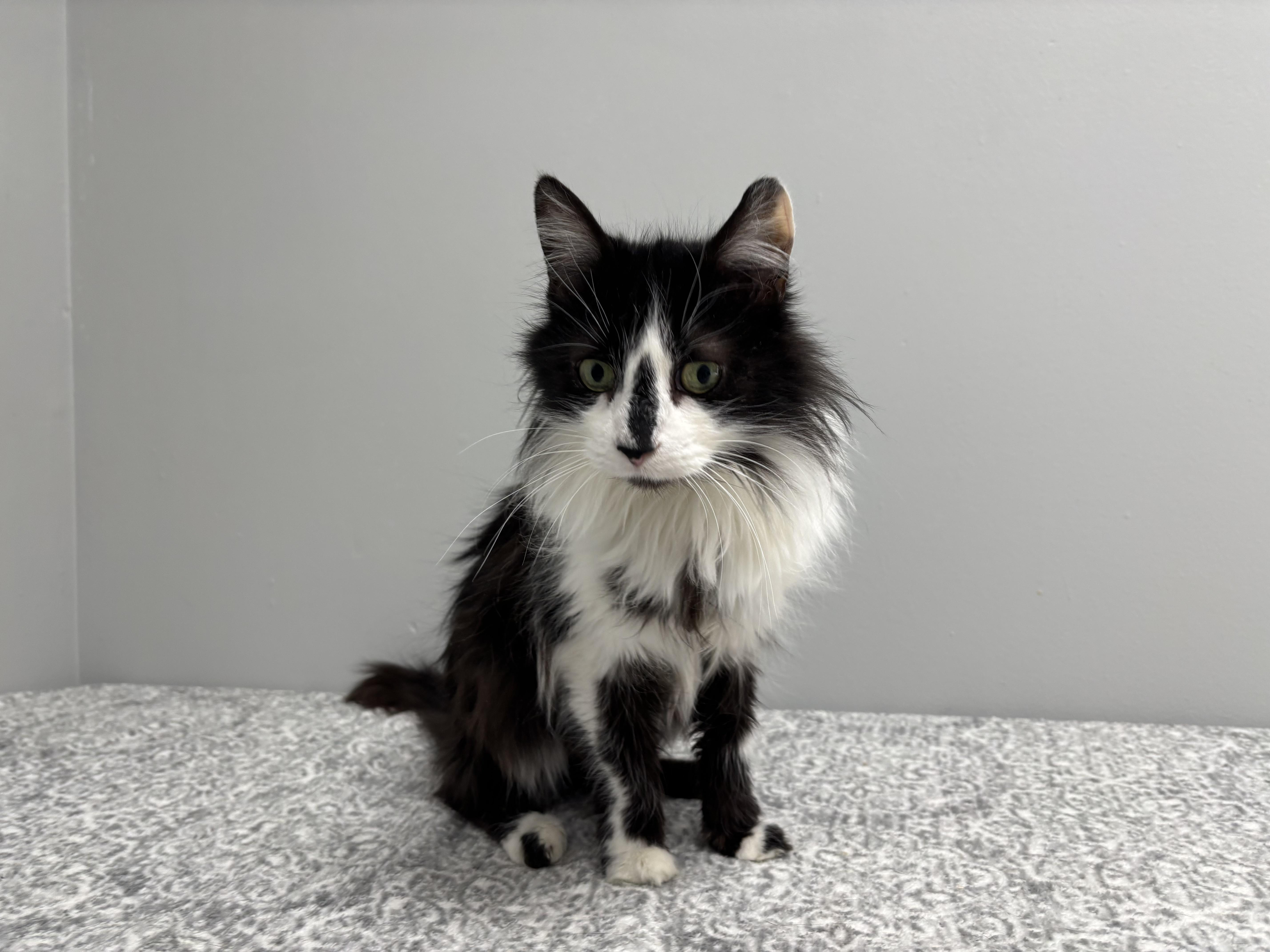 Enlarge Panda, an adoptable Domestic Medium Hair in Frankfort, IN image 3/3