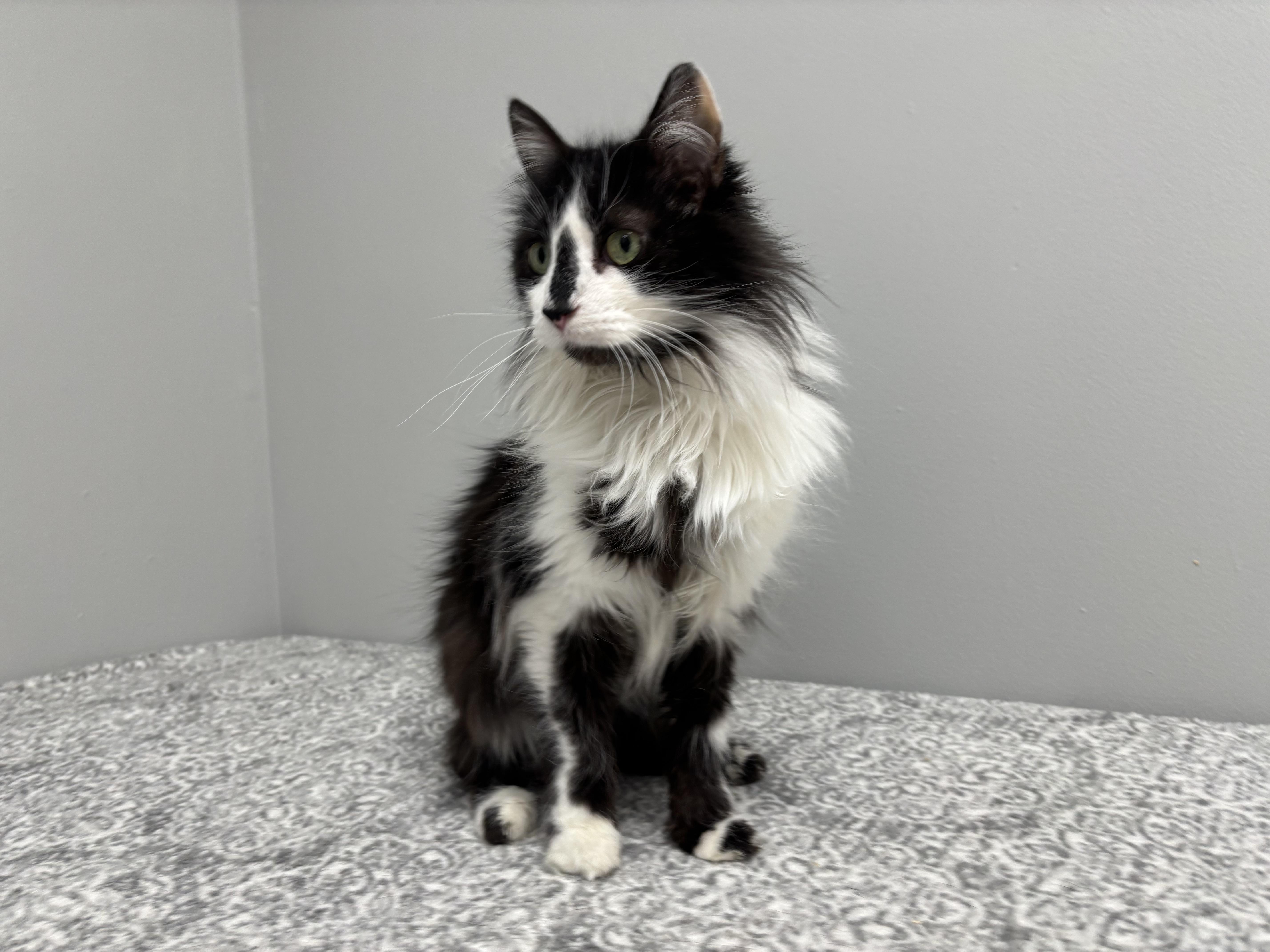 Panda, adoptable, Senior Female Domestic Medium Hair.