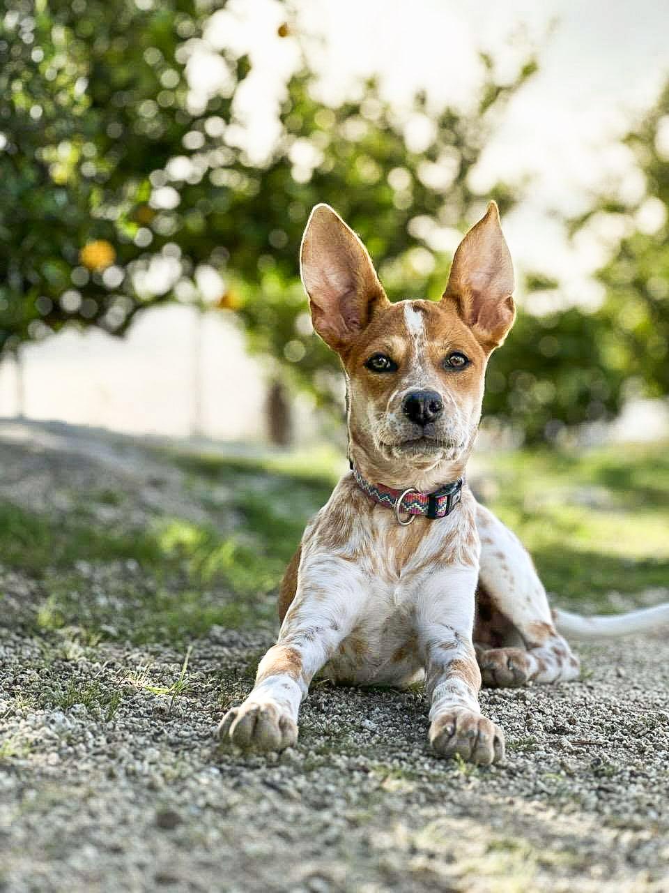 Enlarge Nova, a ADOPTABLE mixed breed in Temecula, CA image 1/3