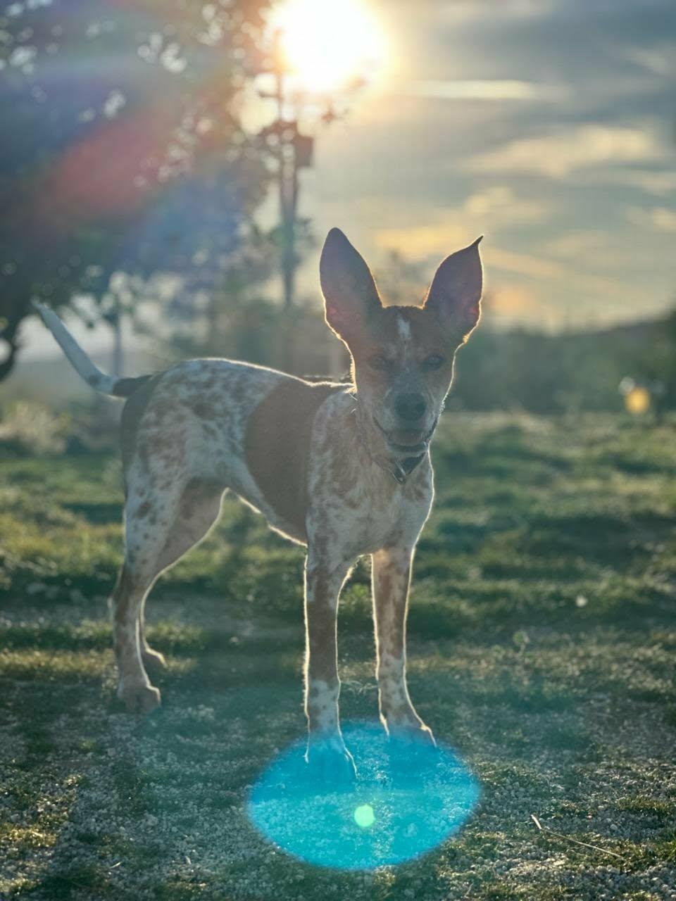 Enlarge Nova, a ADOPTABLE mixed breed in Temecula, CA image 3/3
