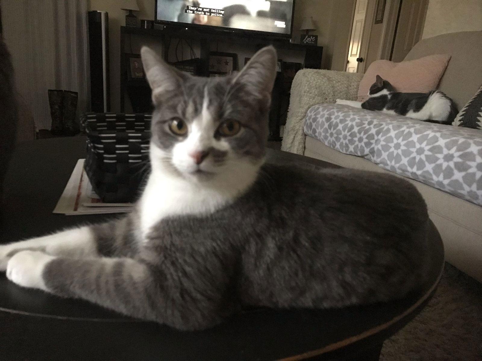 Enlarge Marilyn - Happy Girl!, a Adoptable Domestic Short Hair in Rootstown, OH image 1/3