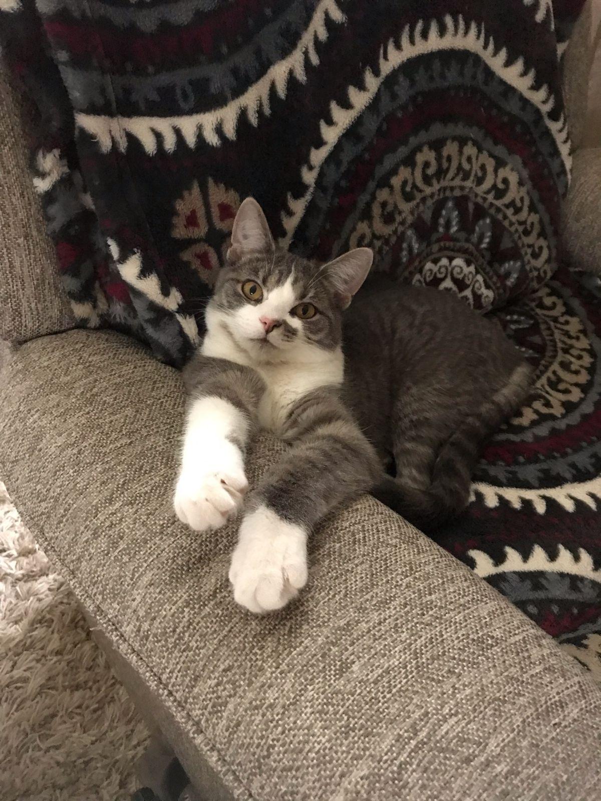 Enlarge Marilyn - Happy Girl!, a Adoptable Domestic Short Hair in Rootstown, OH image 2/3