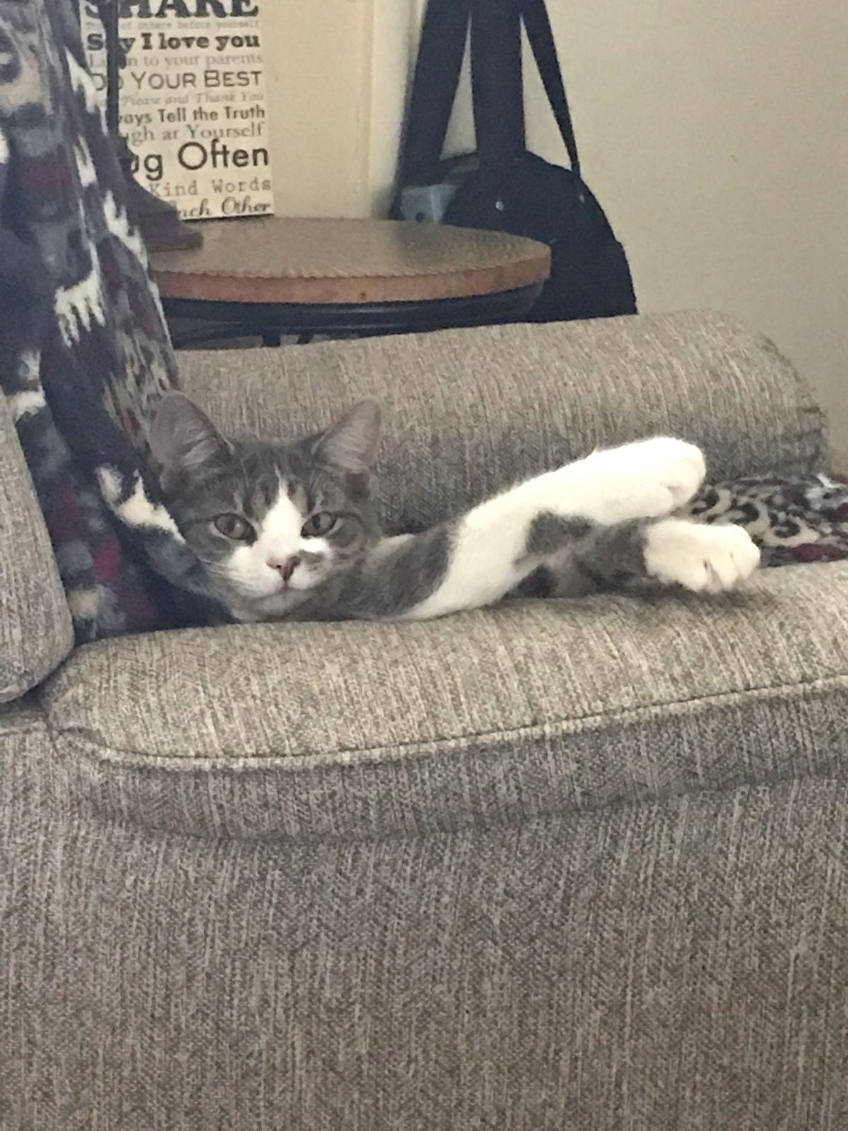 Enlarge Marilyn - Happy Girl!, a Adoptable Domestic Short Hair in Rootstown, OH image 3/3