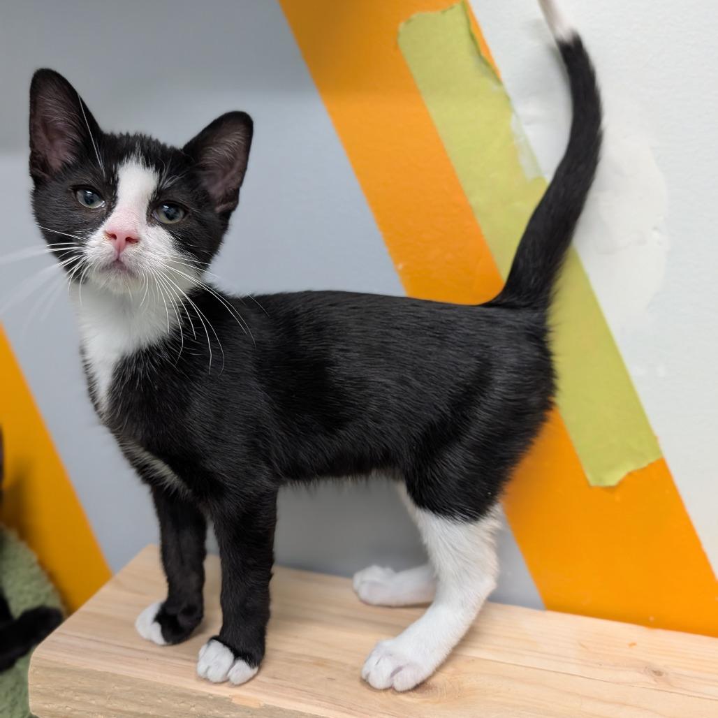 Spiderman, Adopted, Kitten Male Domestic Short Hair.