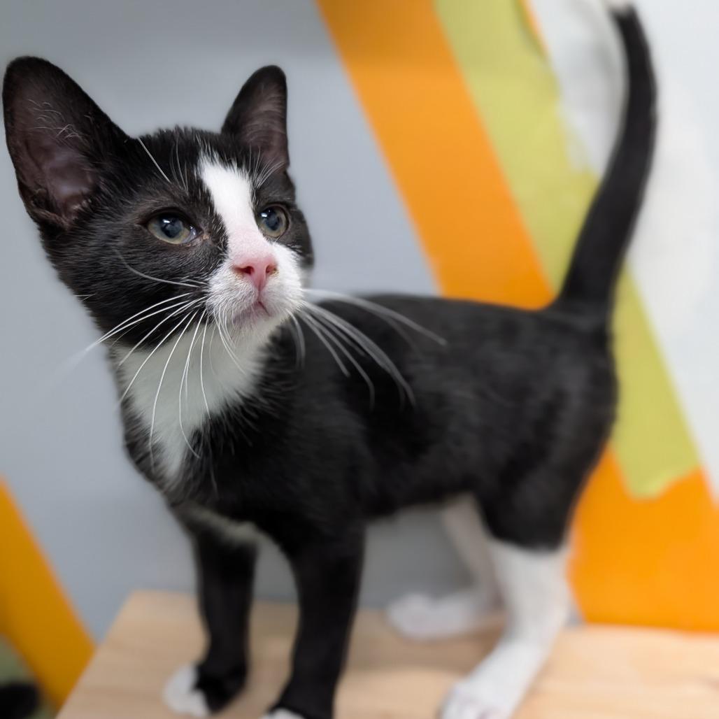 Enlarge Spiderman, a Adopted Domestic Short Hair in Cape Girardeau, MO image 2/2