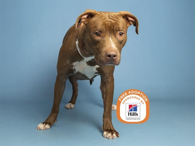 Enlarge LIZZE, a Adoptable Pit Bull Terrier in Phoenix, AZ image 1/1