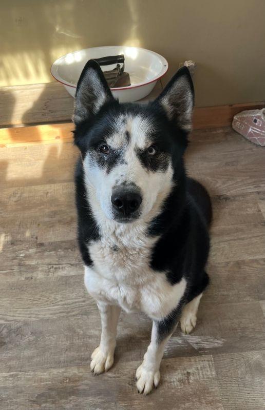 Max, Adoptable, Adult Male Husky.