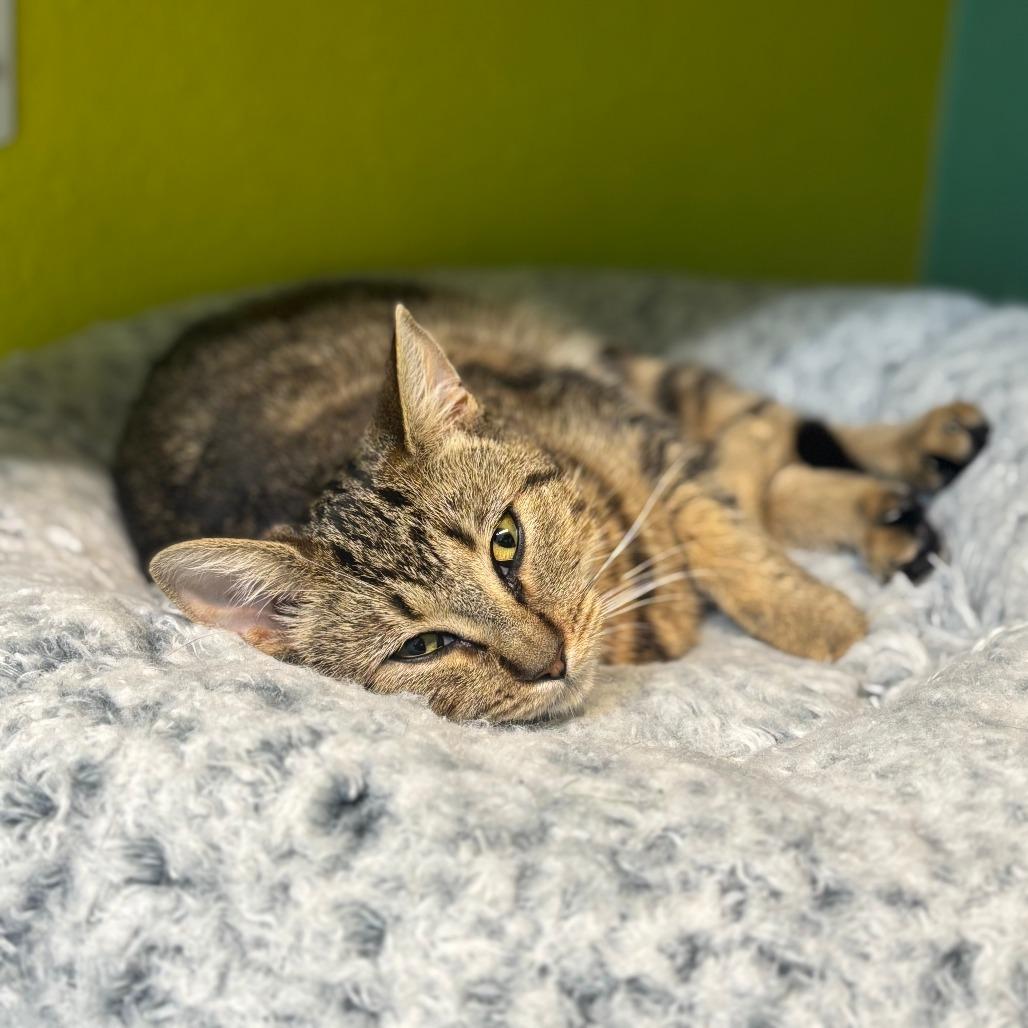 Rogue, a Adoptable Domestic Short Hair in Fresno, CA image 2/6