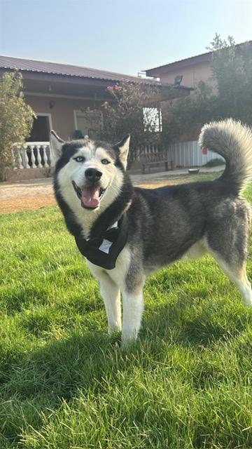 Icy, an adoptable Siberian Husky in Huntsville, ON, P1H 1P2 | Photo Image 3